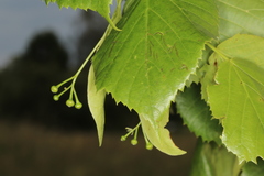 Tilia euchlora