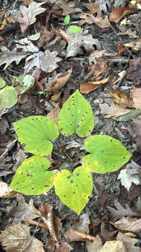 Dioscorea observed 2026-10-28