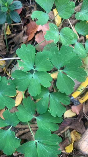 Aquilegia vulgaris, 2026-10-28