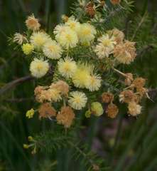 Acacia verticillata verticillata