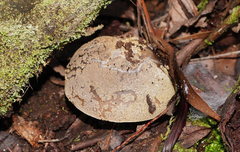 Amanita grisella