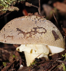 Amanita grisella