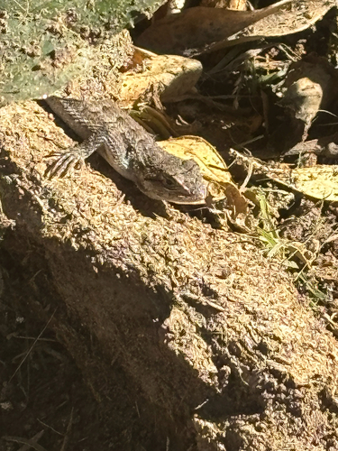 Sceloporus occidentalis observed 2026-10-28