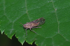 Ugyops vittatus