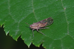 Ugyops vittatus