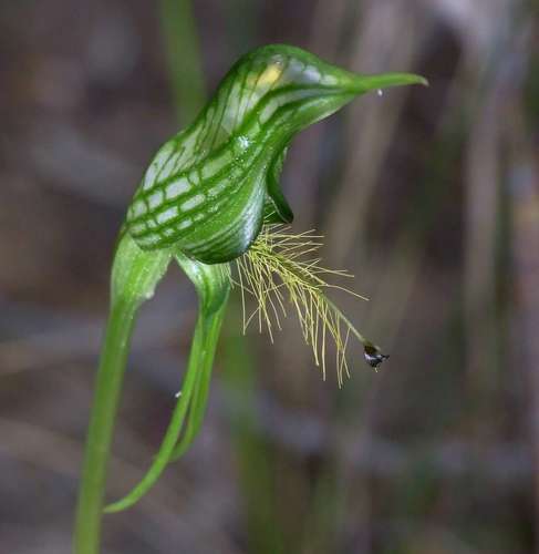 Image of Pterostylis plumosa by (c) Russell Best, some rights reserved (CC BY)