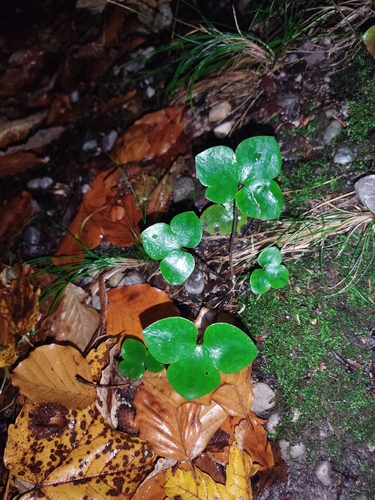 Hepaticae observed 2026-10-28
