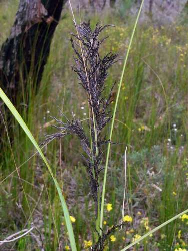Image of Gahnia radula by (c) Russell Best, some rights reserved (CC BY)