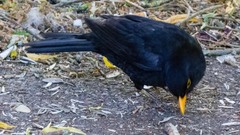 Turdus merula