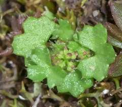 Hydrocotyle callicarpa