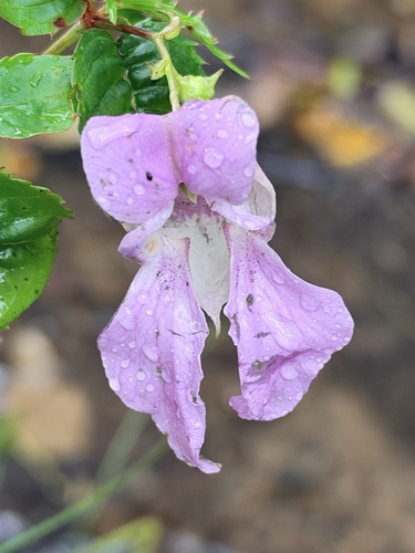 Impatiens glandulifera, 2026-10-28