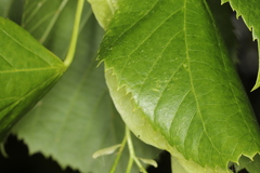 Tilia euchlora