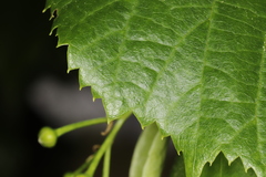Tilia euchlora