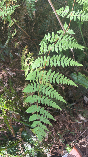 Pteris observed 2026-10-29