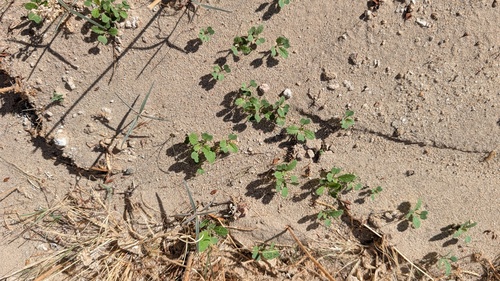 Brassica tournefortii, 2026-10-28