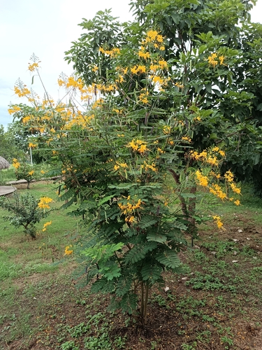 Caesalpinia observed 2026-10-28