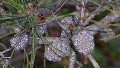 Allocasuarina misera