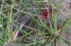 Allocasuarina misera