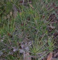 Allocasuarina misera