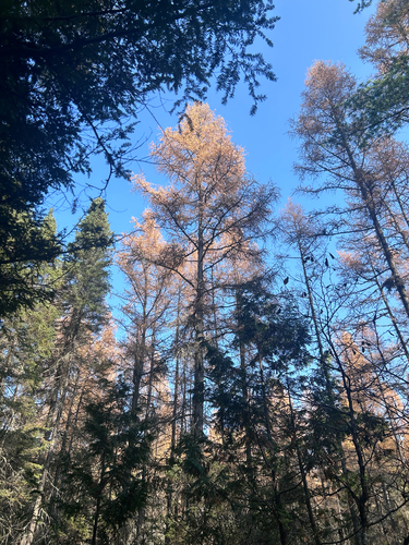 Larix laricina observed 2026-10-28