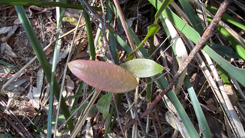 Smilax observed 2026-10-29