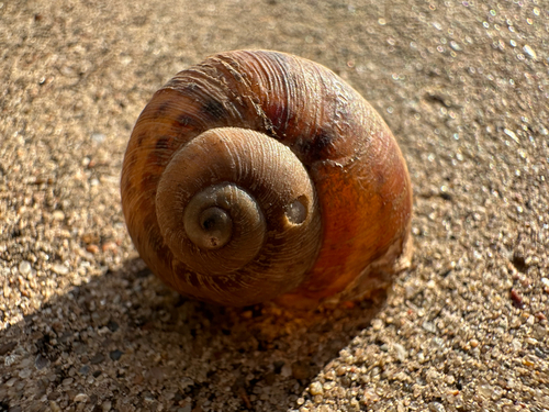 Cornu aspersum observed 2026-10-28