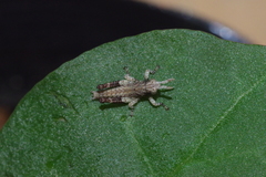 Traulia ornata okinawaensis