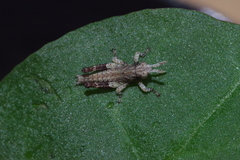 Traulia ornata okinawaensis