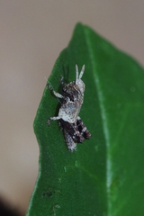 Traulia ornata okinawaensis