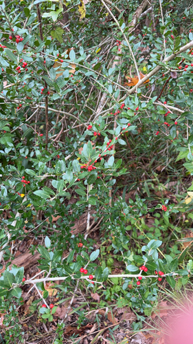 Ilex observed 2026-10-28