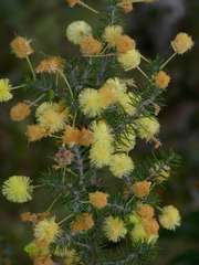 Acacia verticillata verticillata