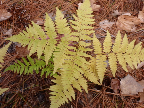 Pteris observed 2026-10-28