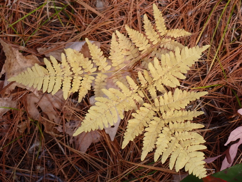Pteris observed 2026-10-28
