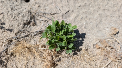 Brassica tournefortii, 2026-10-28