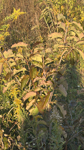 Diospyros observed 2026-10-28