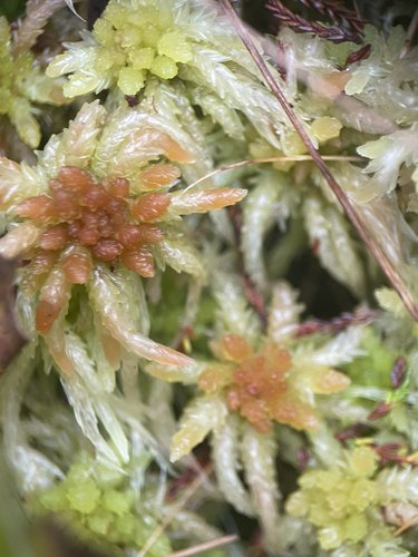 Sphagnum palustre observed 2026-10-28