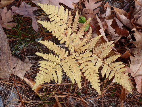 Pteris observed 2026-10-28