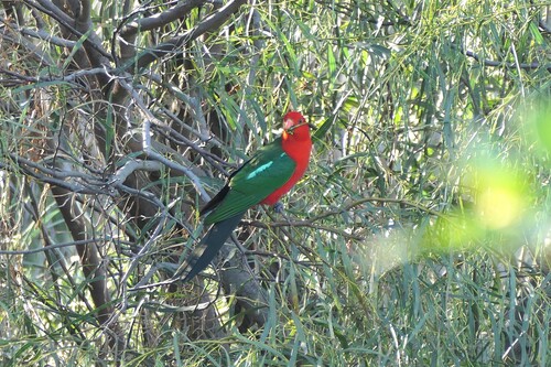 Alisterus scapularis observed 2026-10-29