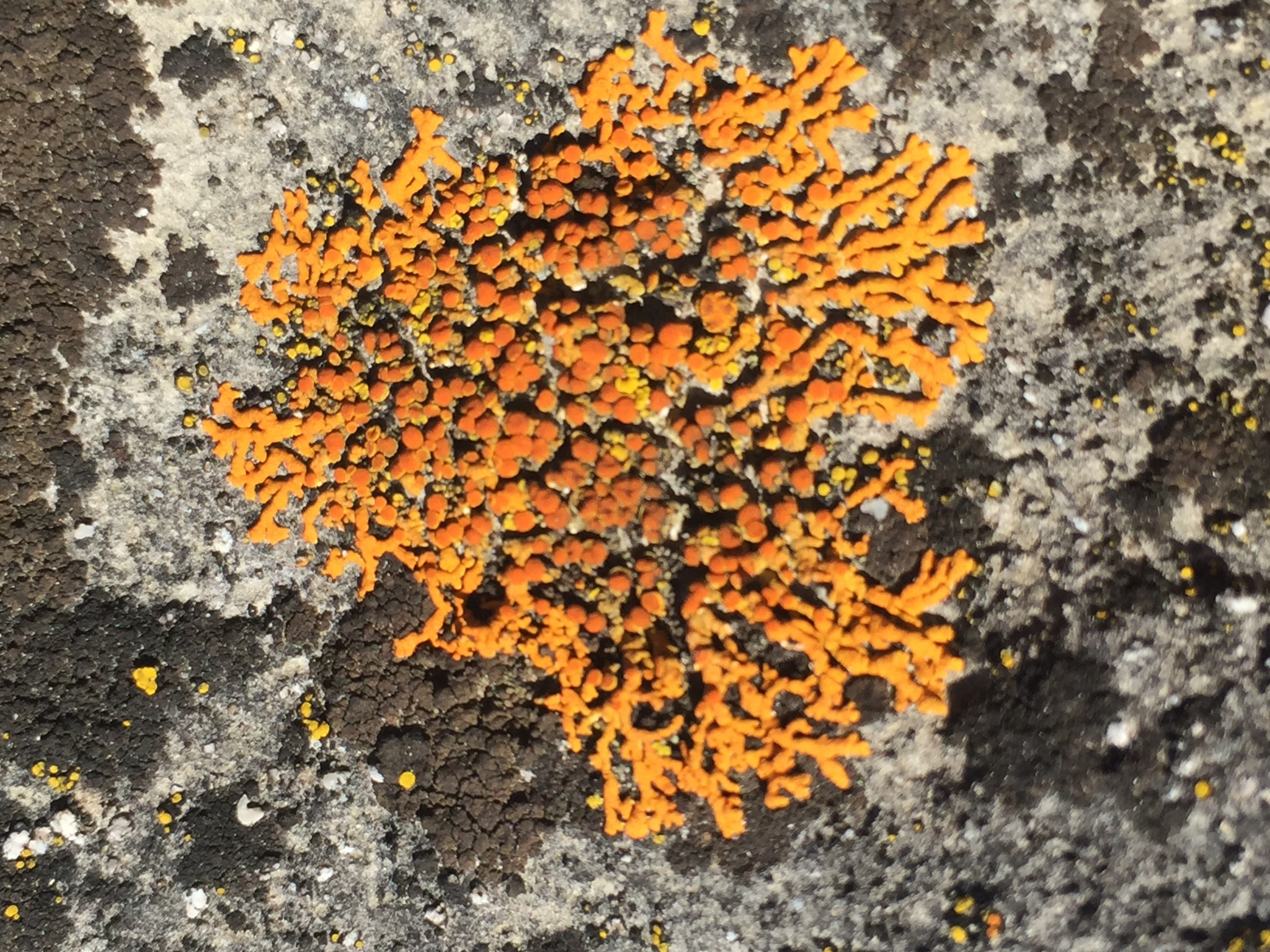 Xanthoria elegans image