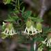 Pimelea linifolia linifolia - Photo (c) Russell Best, algunos derechos reservados (CC BY), subido por Russell Best