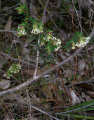 Pimelea linifolia linifolia