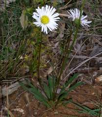 Allittia uliginosa