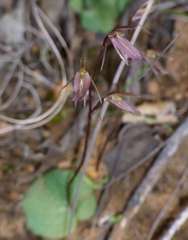 Cyrtostylis reniformis