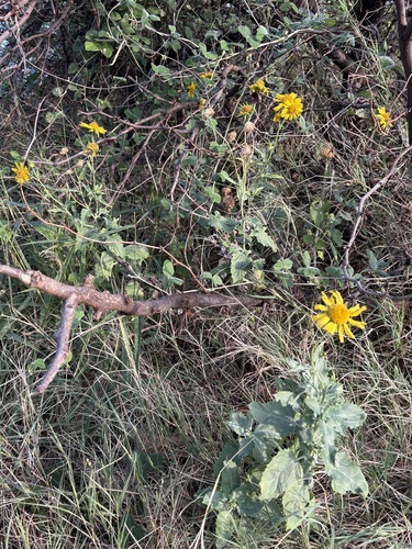 Verbesina encelioides observed 2026-10-23