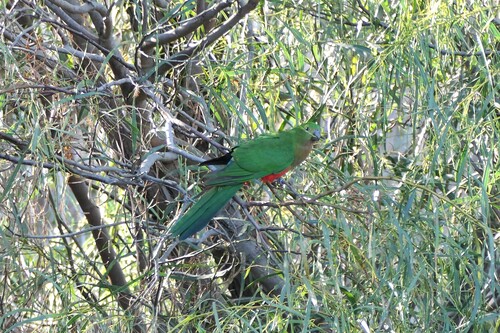 Alisterus scapularis observed 2026-10-29