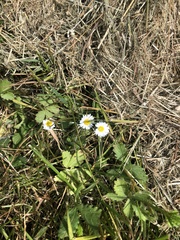 Bellis perennis