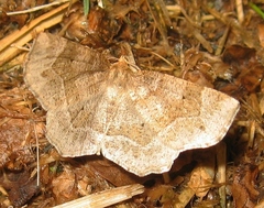 Metarranthis hypochraria
