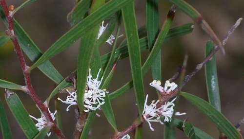 Image of Hakea ulicina by (c) Russell Best, some rights reserved (CC BY)