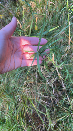 Phalaris arundinacea observed 2026-10-28