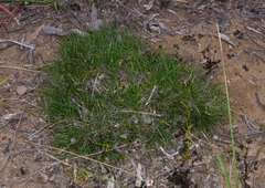 Schoenus breviculmis